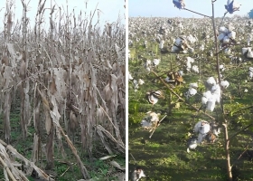 Santa Fe: lluvias frenaron la cosecha de maíz tardío y algodón