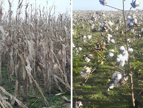 Santa Fe: lluvias frenaron la cosecha de maíz tardío y algodón