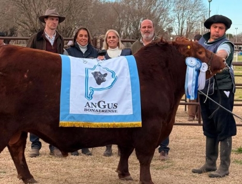 Angus en Trenque Lauquen: todos los grandes campeones