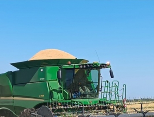 Arroz: la producción argentina cayó 14% en 2025/26