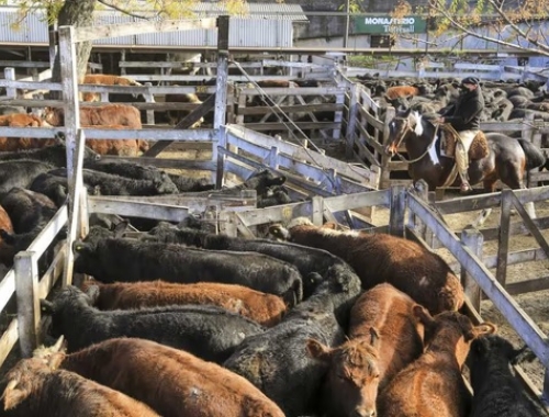 Carne vacuna: exportaciones generaron US$2.768 millones en siete meses