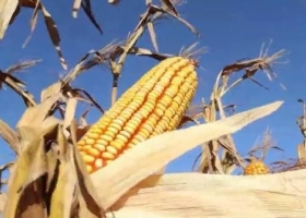 Maíz 2026/27: proyectan 8,4 Mha y crece la incertidumbre