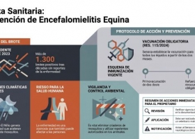 Mosquitos y caballos: alertan por el riesgo de encefalomielitis