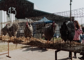 ExpoRural Rafaela: habrá 160 aves y conejos y 60 ovinos