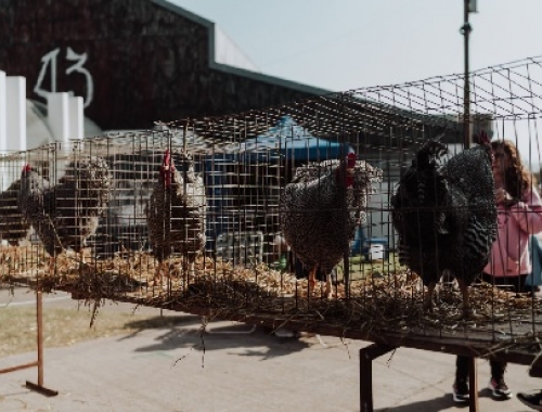 ExpoRural Rafaela: habrá 160 aves y conejos y 60 ovinos