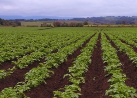 Fertilización foliar: cómo mejora el rendimiento de papa y maní