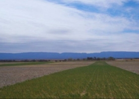 La alfalfa aumenta hasta 25% las reservas de carbono en suelos semiáridos