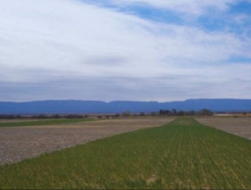 La alfalfa aumenta hasta 25% las reservas de carbono en suelos semiáridos