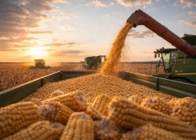 Maíz: la cosecha avanzó al 88% y sostienen una producción récord