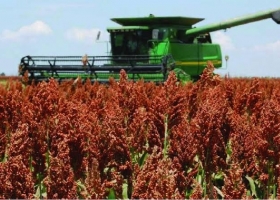 Sorgo: terminó la cosecha y la producción llegó a 2,8 MTn