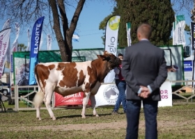 El Colo fue Gran Campeón Macho Holando en Rafaela