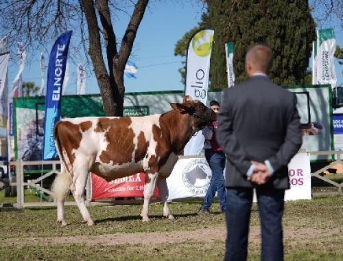 El Colo fue Gran Campeón Macho Holando en Rafaela