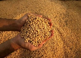 Maíz, trigo y soja: precios a cosecha alcanzan máximos