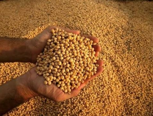 Maíz, trigo y soja: precios a cosecha alcanzan máximos