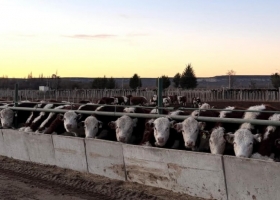 Feedlots: SENASA simplifica los requisitos de inscripción