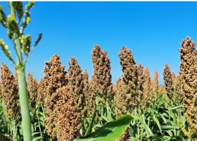 Sorgo: el híbrido y la densidad pueden aumentar la mancha por Bipolaris