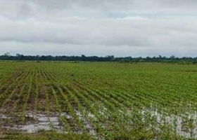 Agosto dejó buenas condiciones para los cultivos de fina en el sudoeste bonaerense