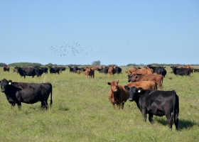 Créditos al agro: ya superan los $67.000 millones