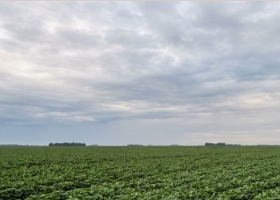 Campaña gruesa: El Niño cambia las reglas del manejo de lotes