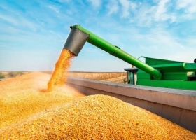 Maíz: el área sube y la cosecha apunta a 67,5 Mt
