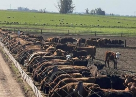 Feedlots récord: hay 2,08 millones de vacunos encerrados y podrían salir 1,6 millones hasta fin de año