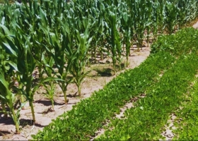 Maíz, sorgo, soja y maní: cómo responden al clima