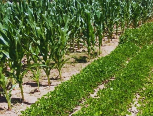 Maíz, sorgo, soja y maní: cómo responden al clima