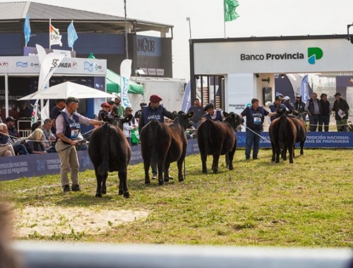 Semana Angus: 60.000 cabezas y 300 reproductores en Cañuelas