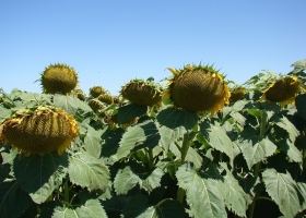 Girasol: crecen la siembra, la molienda y las exportaciones