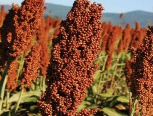Sorgo argentino: China abre una oportunidad exportadora