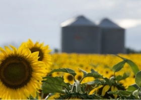 Girasol y maíz temprano: la siembra superó el 80% en Santa Fe