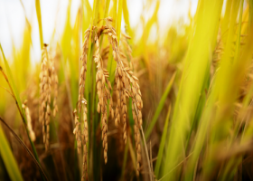 INASE incorpora IA para verificar variedades y pureza del arroz