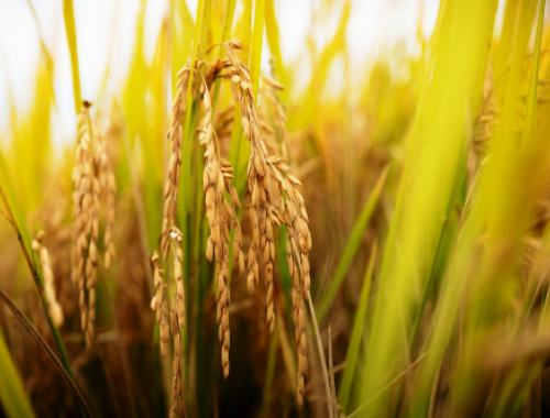 INASE incorpora IA para verificar variedades y pureza del arroz
