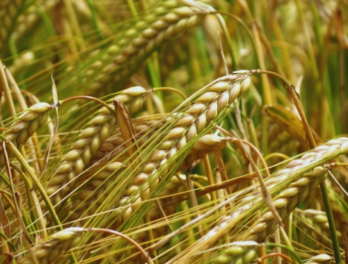 Cebada: el 76% del área está en macollaje y mantiene buen estado