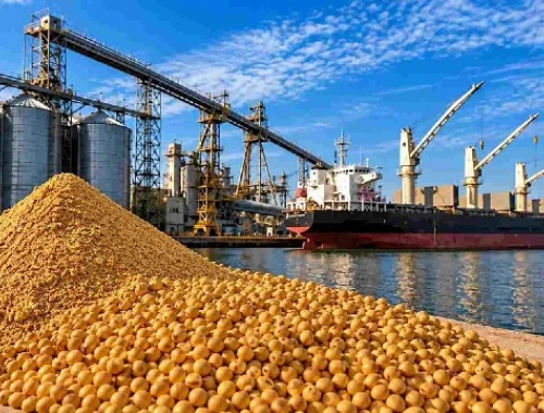 Soja en Argentina: cómo se comercializa y hacia dónde va el grano