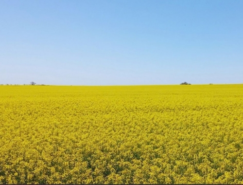 Colza, carinata y camelina ganan espacio para diversificar las rotaciones