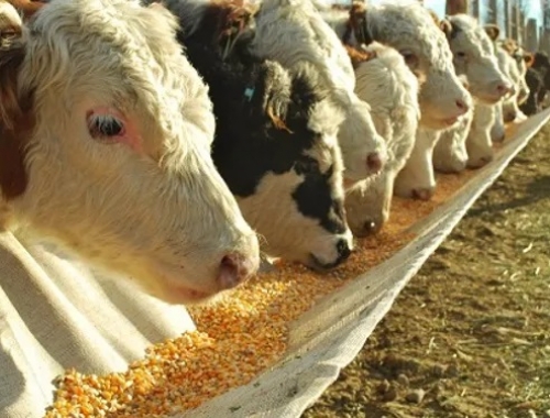 Nutrición animal: el consumo llegó a 35,1 millones de toneladas