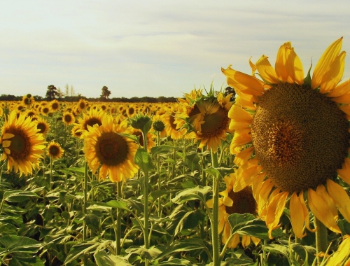 Girasol: la siembra 2026/27 ya cubre el 31,4% del área
