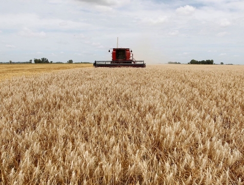 Trigo: el 94,6% del área mantiene una condición Normal a Excelente