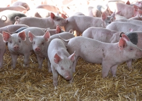 La producción porcina creció 12,4% y el consumo alcanzó un récord