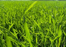 Santiago del Estero: trigo y garbanzo atraviesan una etapa crítica con contrastes hídricos y térmicos