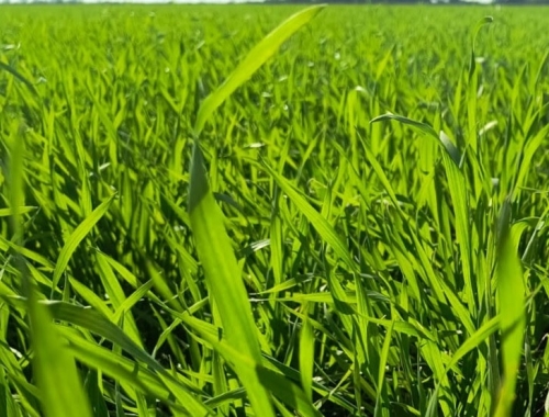 Santiago del Estero: trigo y garbanzo atraviesan una etapa crítica con contrastes hídricos y térmicos