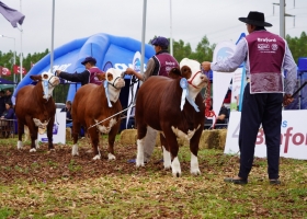 Braford reúne a la ganadería del norte en Margarita Belén