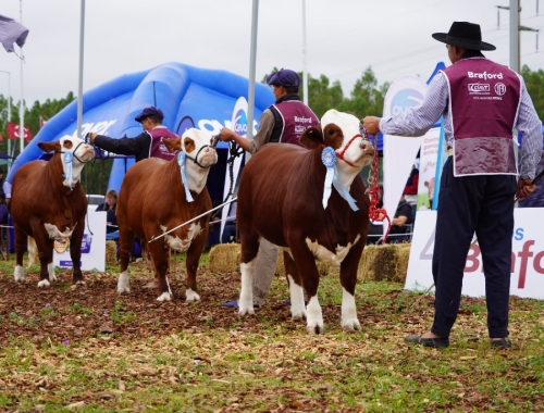 Braford reúne a la ganadería del norte en Margarita Belén