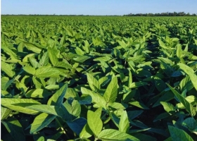Soja de primavera: una oportunidad que depende del agua y el manejo