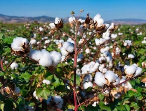 Algodón: finalizó la cosecha en el centro-norte de Santa Fe con 129.405 toneladas