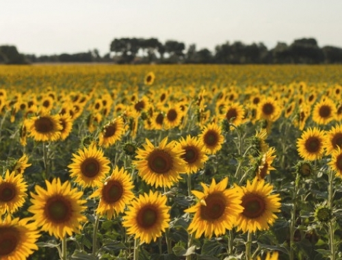 La siembra de girasol alcanzó el 32,9% del área proyectada