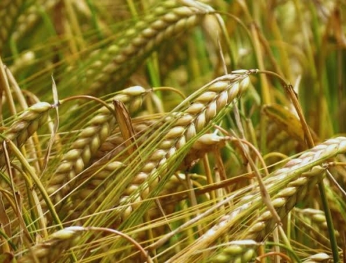 Cebada: el 94% del área presenta condición Normal o Buena