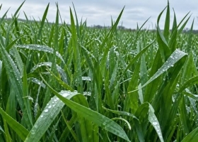 Alivio para el trigo: las lluvias redujeron a la mitad los lotes en riesgo