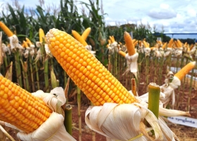 Fertilización balanceada en maíz: claves para maximizar el rendimiento y el retorno de inversión